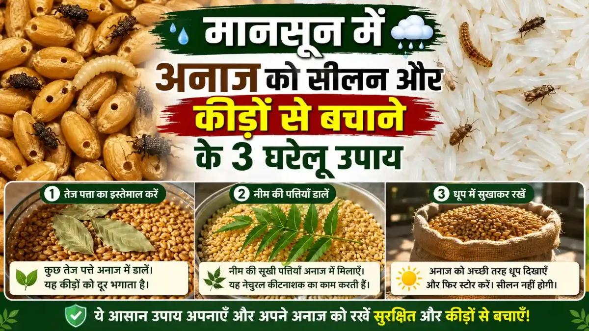 मानसून में गेहूं-चावल को घुन और फफूंदी से बचाएंगे ये 3 देसी उपाय, अनाज रहेगा एकदम सुरक्षित